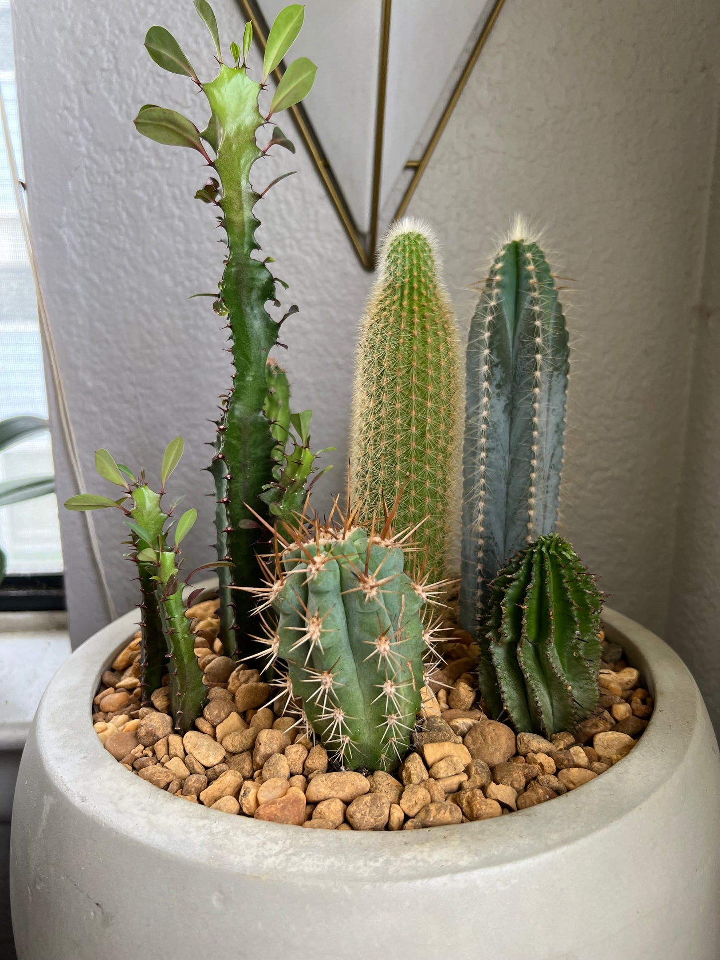 Cacti arrangement in egg planter