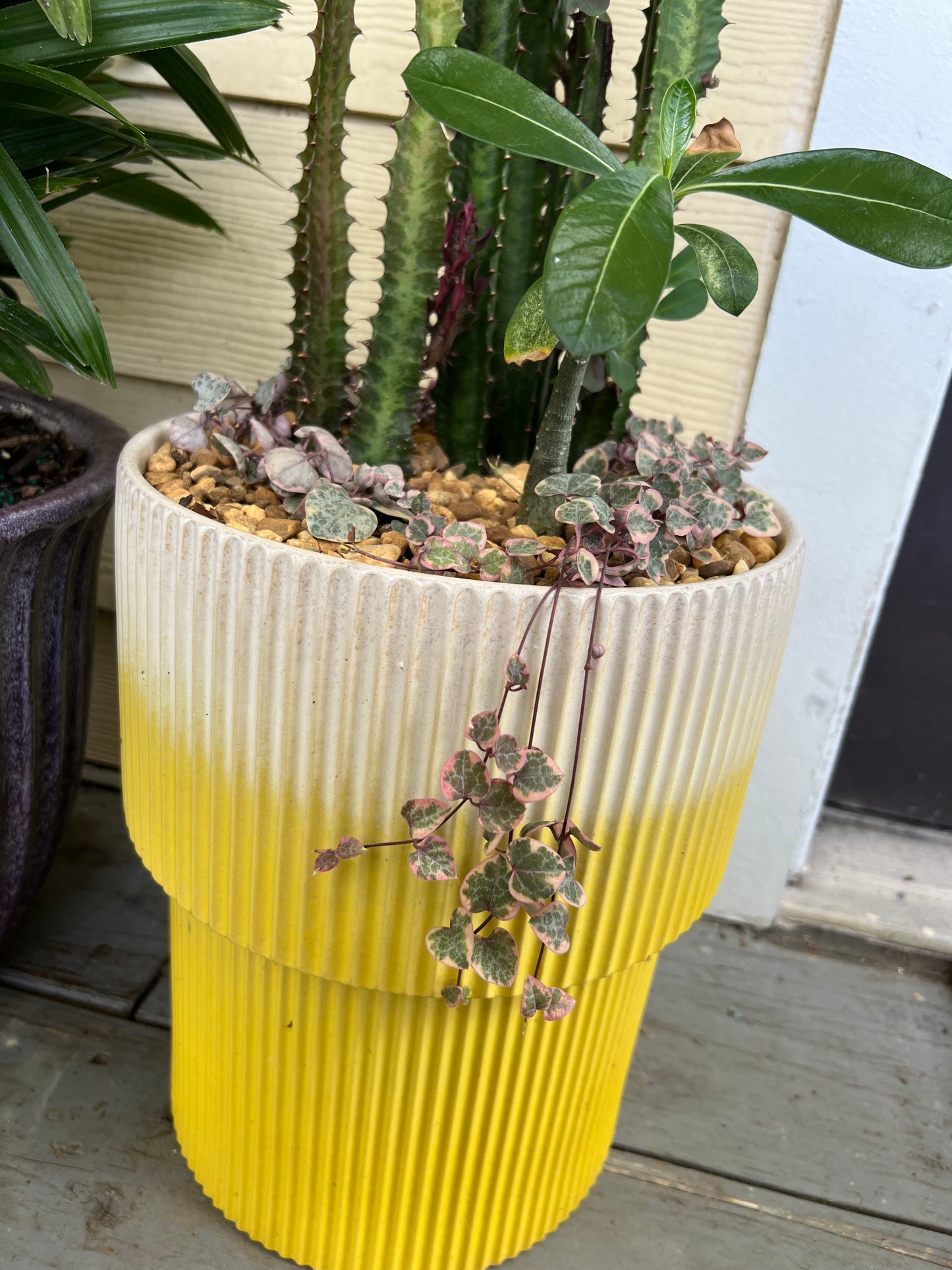 Large euphorbia trigona, double bloom desert rose, and variegated string of hearts