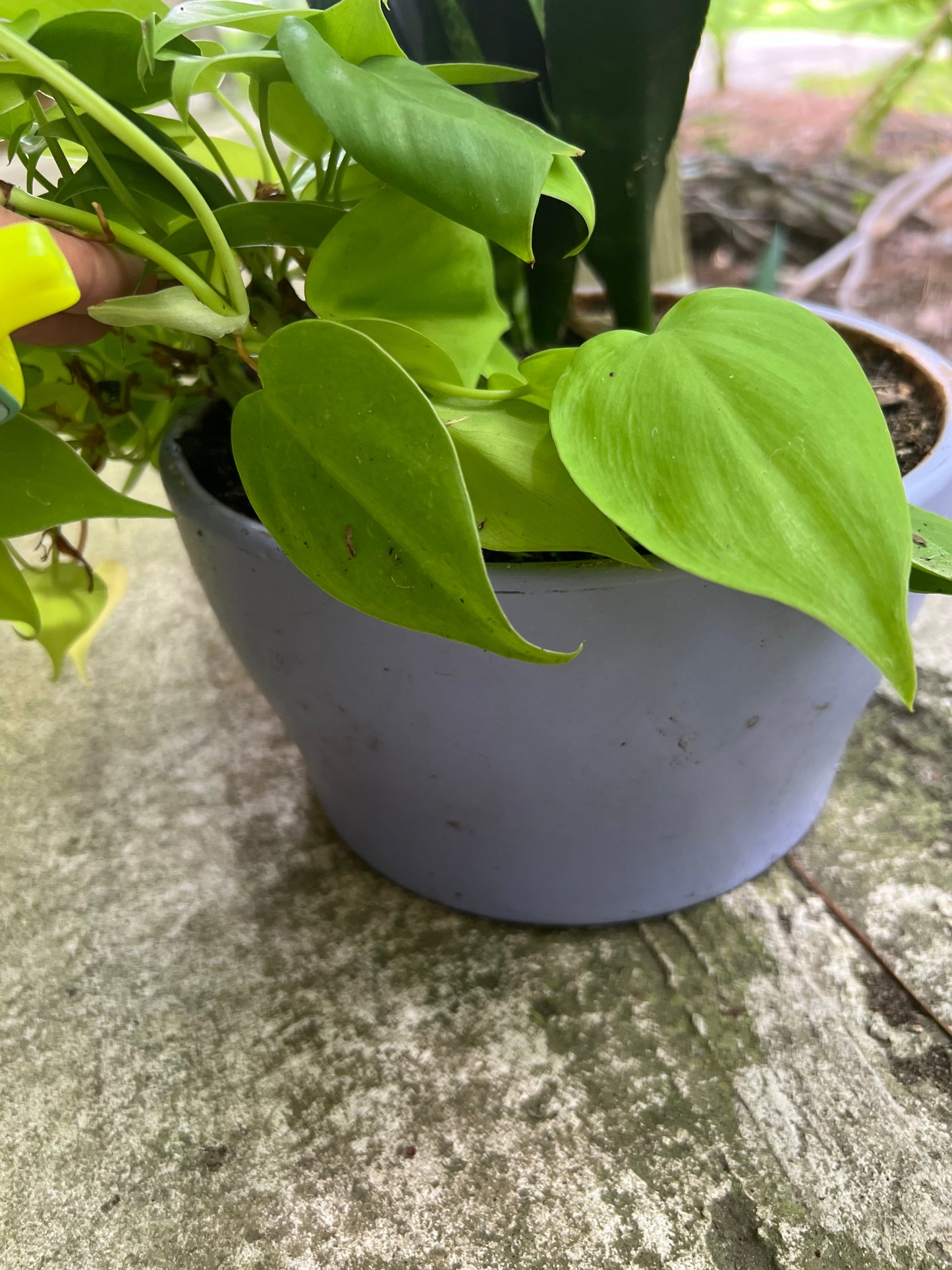 Zeylanica snake plant & Neon philodendron