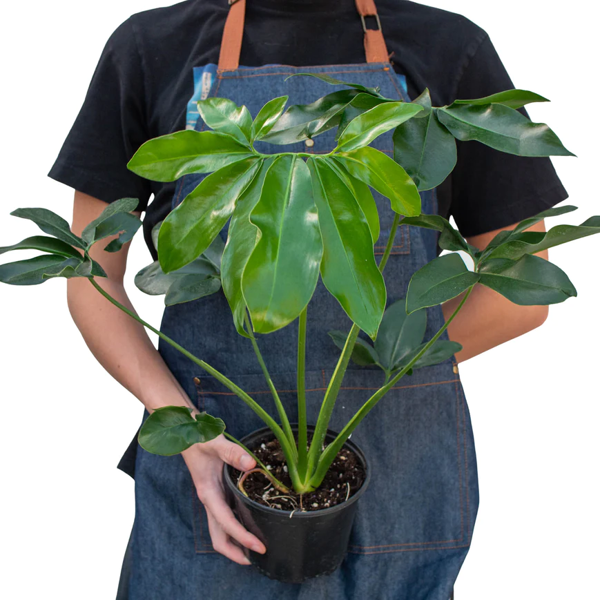 6in Philodendron "Goeldii"