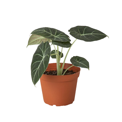 4in Alocasia "Black Velvet"