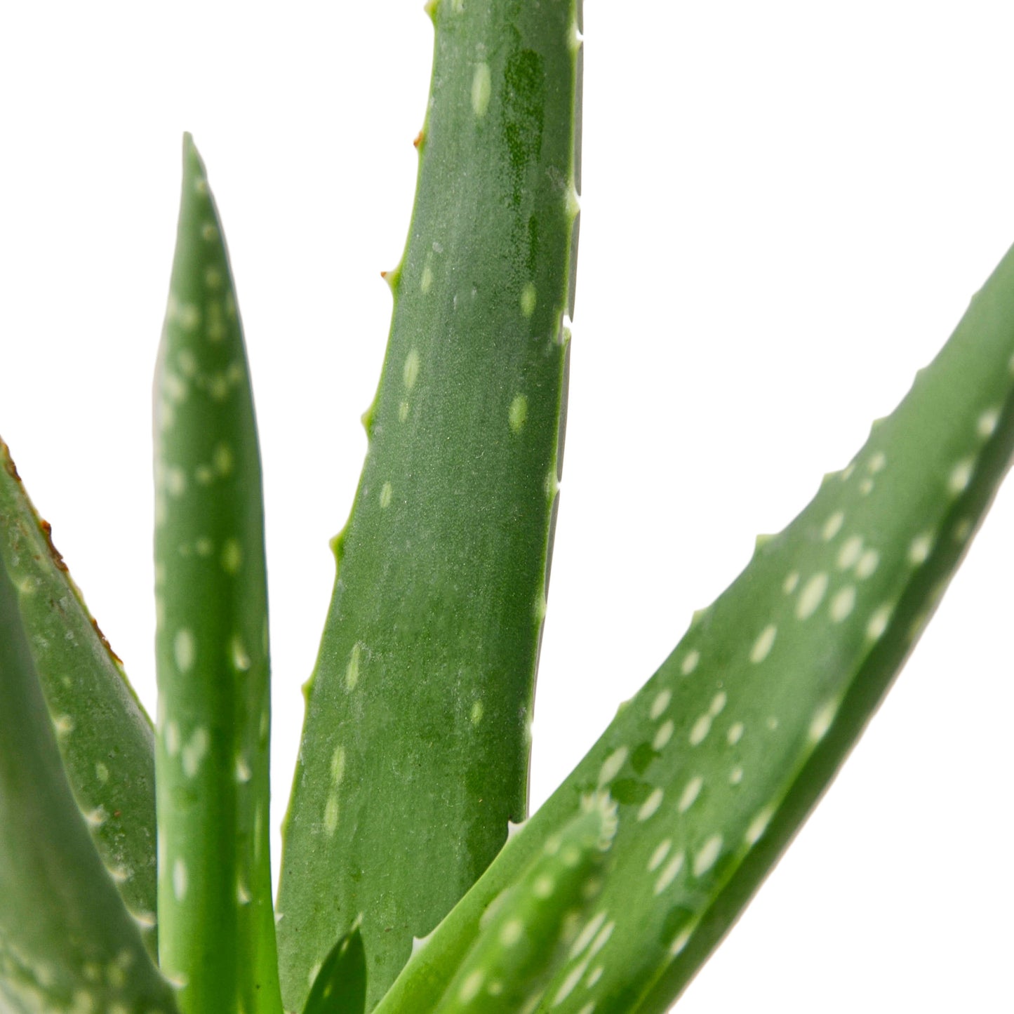 4in Aloe Vera