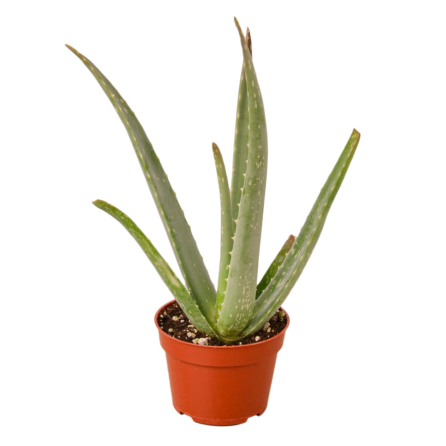 4in Aloe Vera