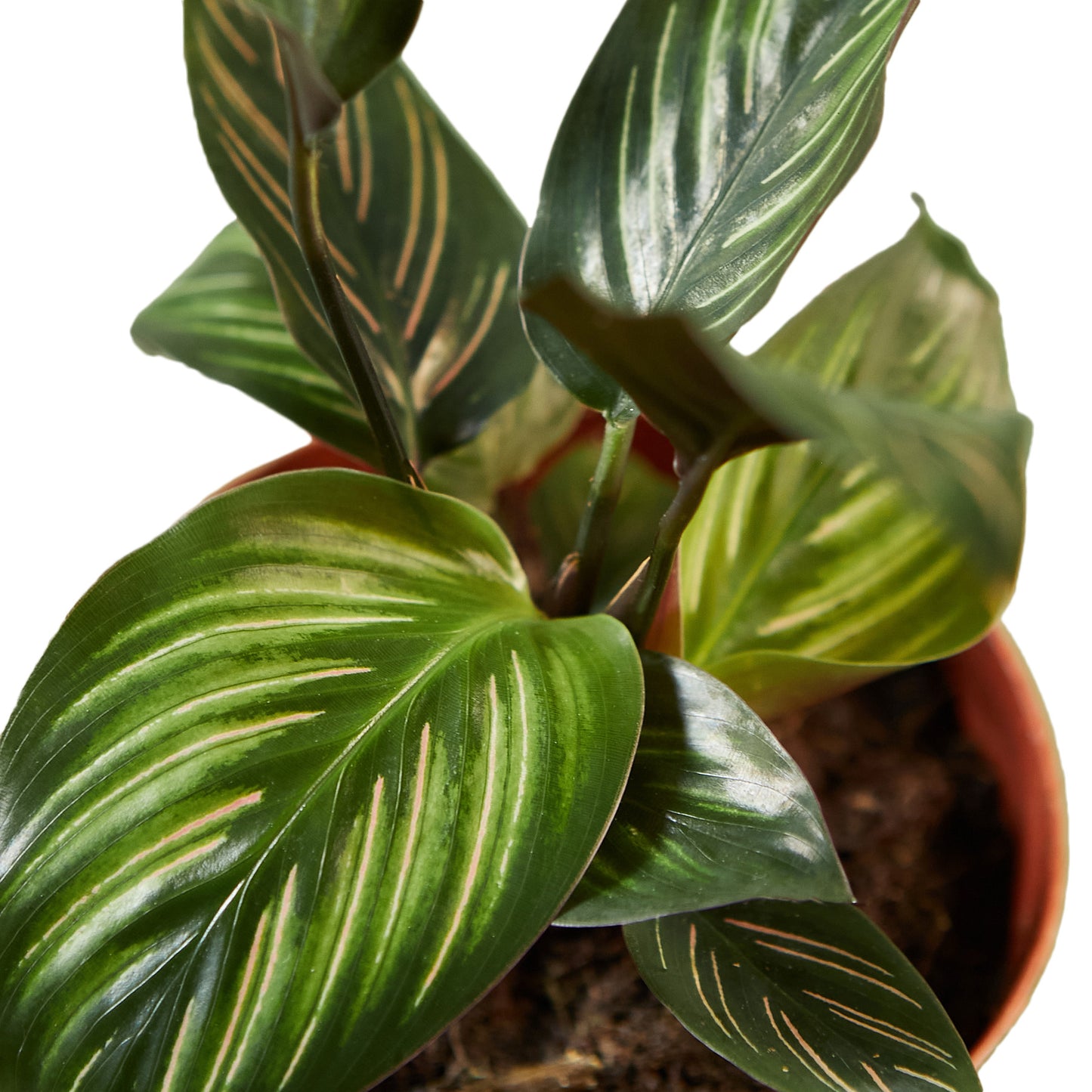 4in Calathea "Beauty Star"