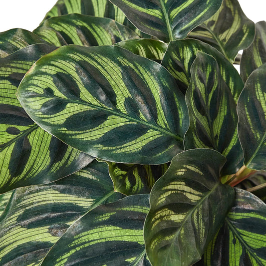 4in Calathea "Makoyana"