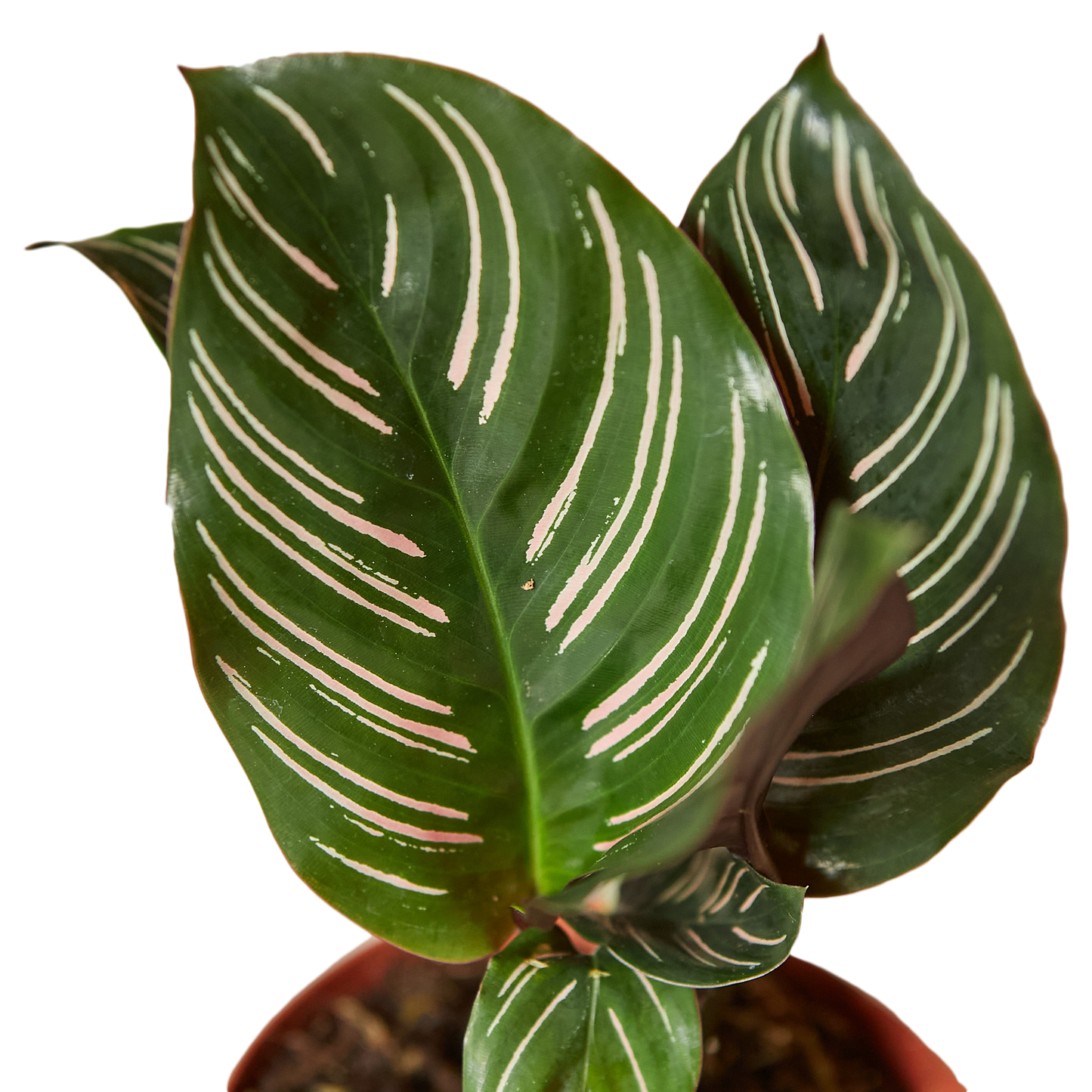 4in Calathea "Ornata"