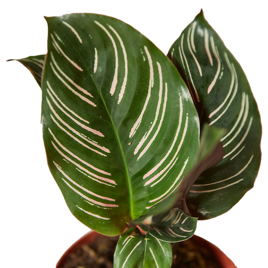 4in Calathea "Ornata"