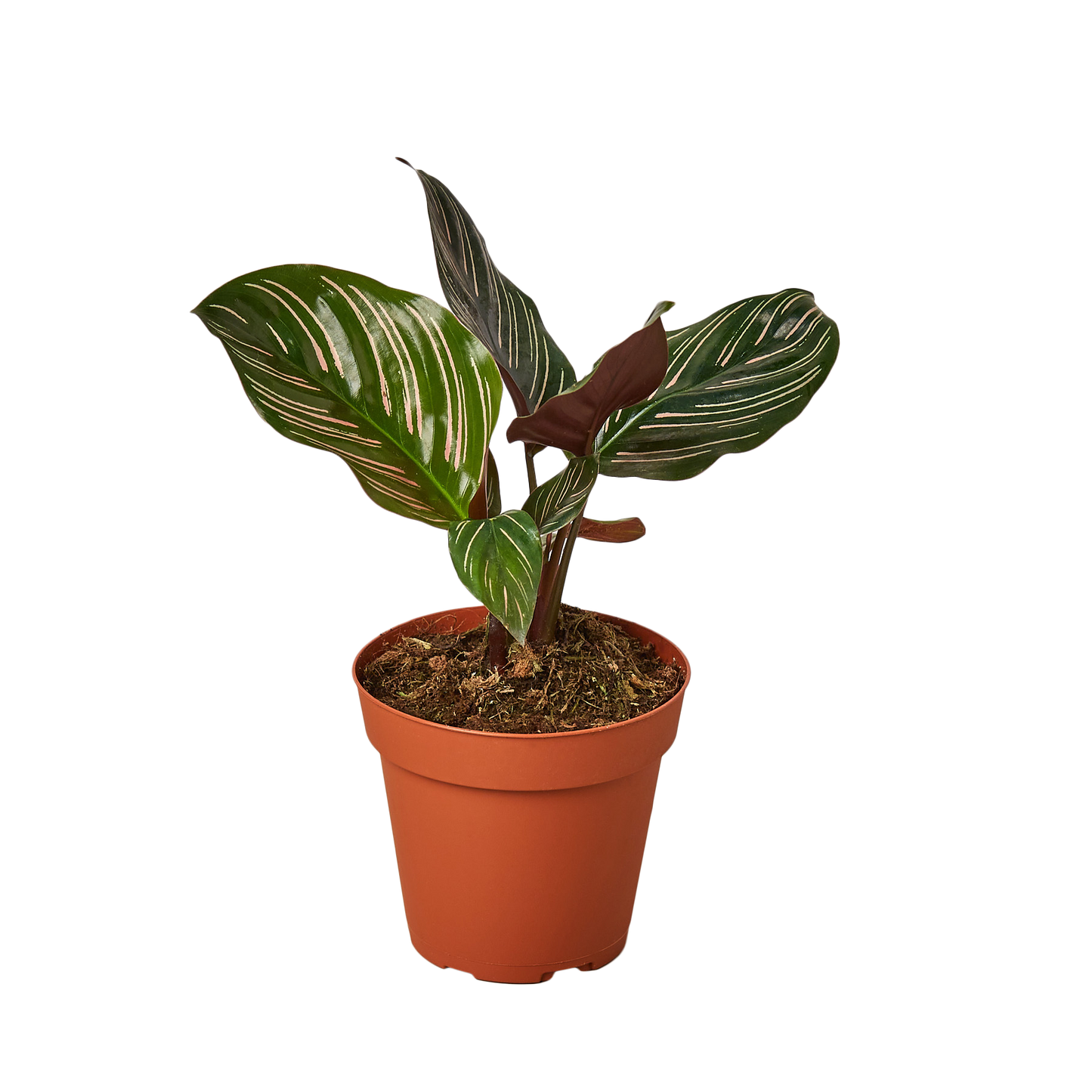 4in Calathea "Ornata"