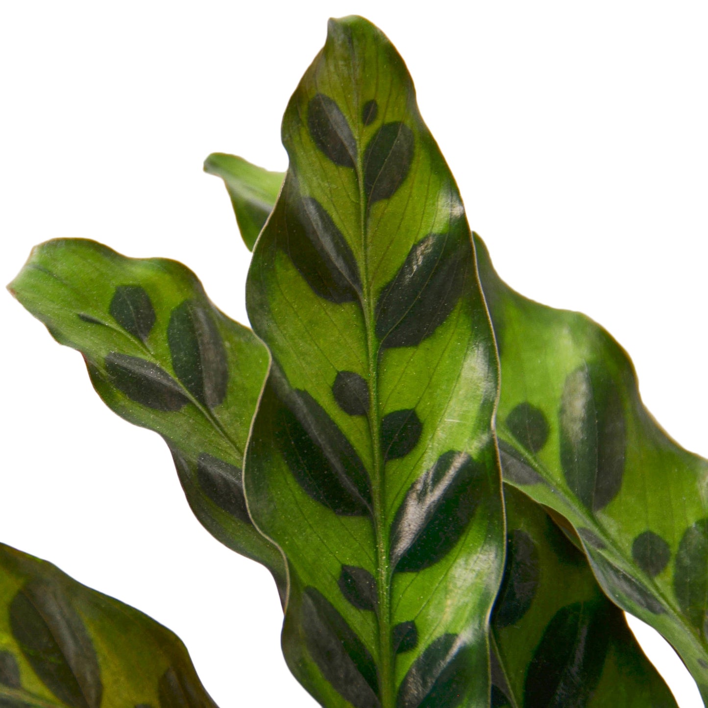 4in Calathea "Rattlesnake"