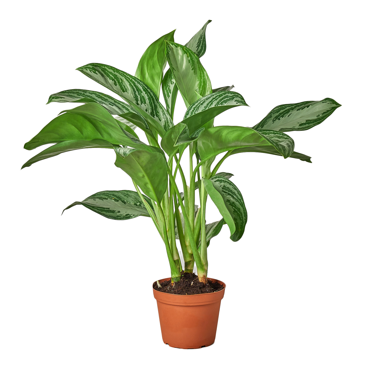 6in Chinese Evergreen "Silver Bay"