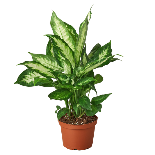 6in Dieffenbachia "Camille"