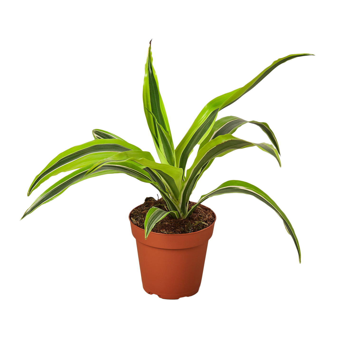 4in Dracaena "Lemon Suprise"