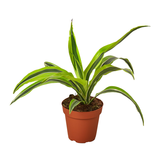 4in Dracaena "Lemon Suprise"