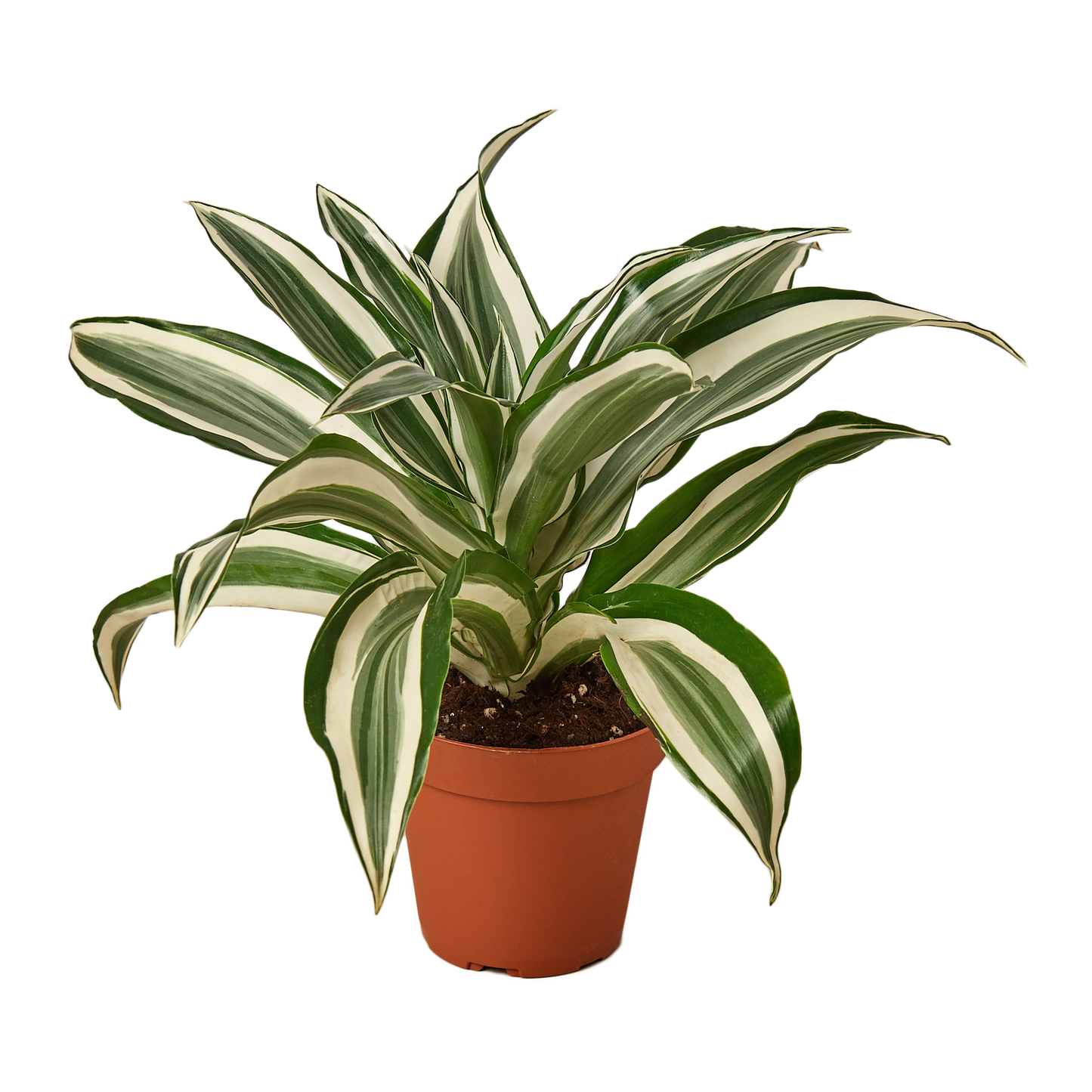 6in Dracaena 'Warneckii White Jewel'