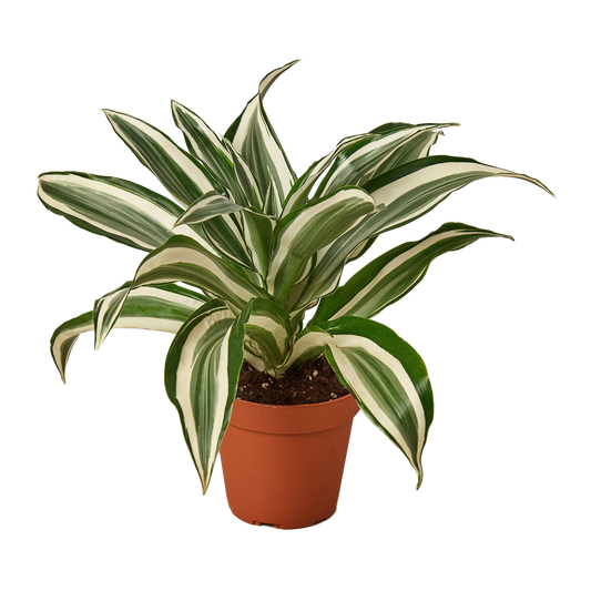 6in Dracaena 'Warneckii White Jewel'