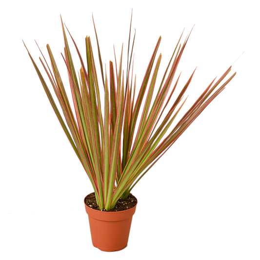 4in Dracaena "Colorama"