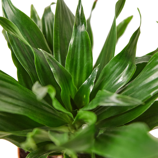 3in Dracaena "Janet Craig"