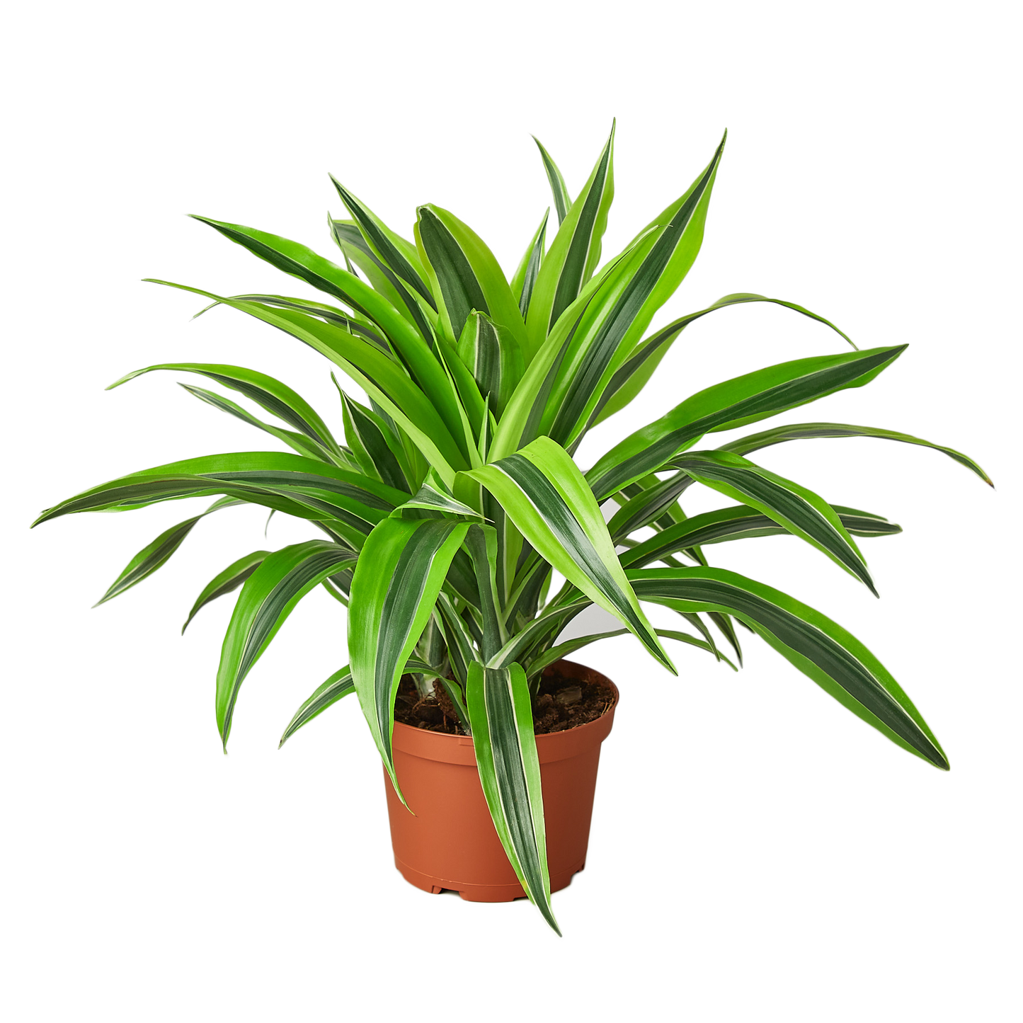 6in Dracaena Deremensis 'Lemon Surprise'