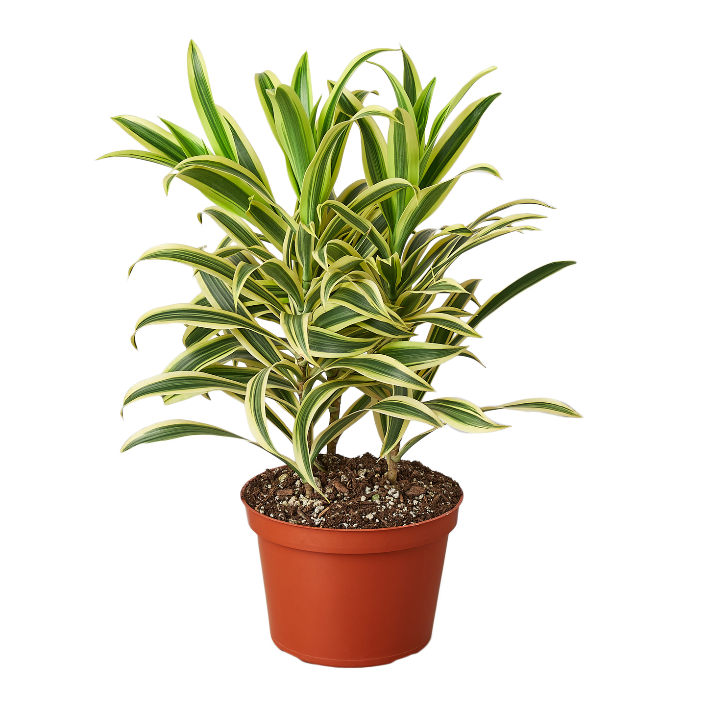 6in Dracaena "Song of India"