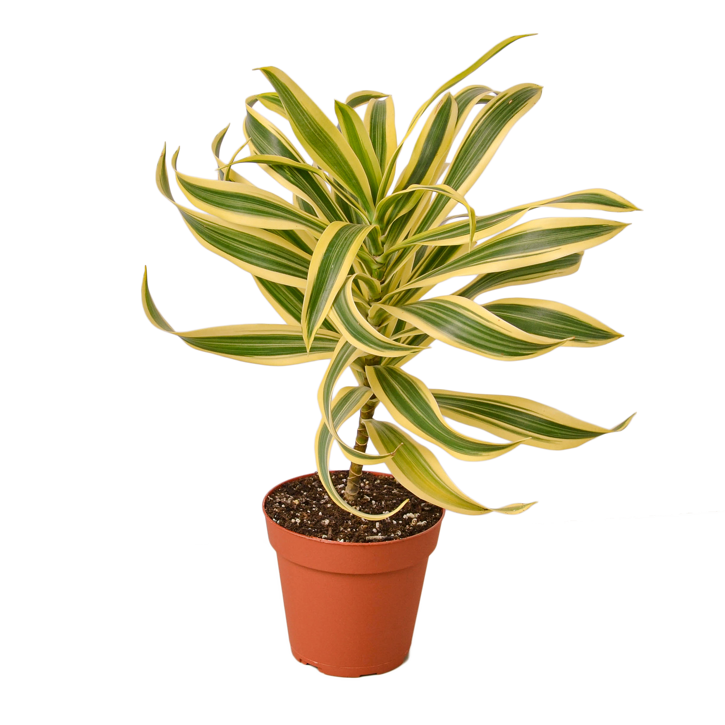 4in Dracaena "Song Of India"