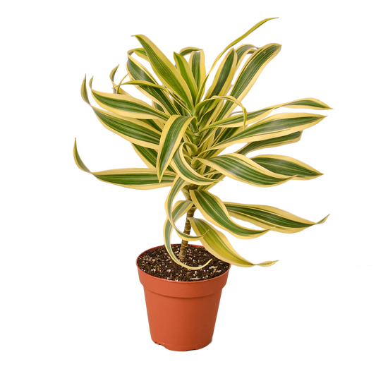 4in Dracaena "Song Of India"