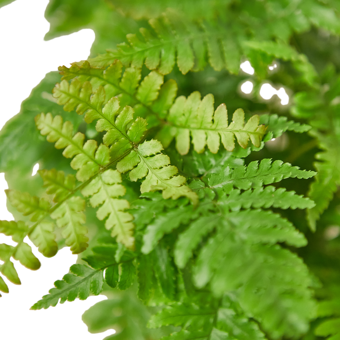 6in Fern "Autumn"