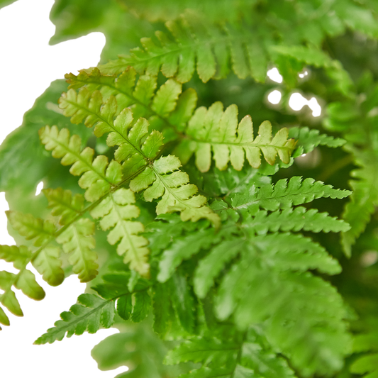 6in Fern "Autumn"