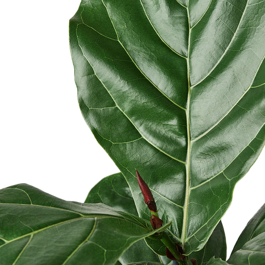 6in Ficus Lyrata 'Fiddle Leaf Fig'