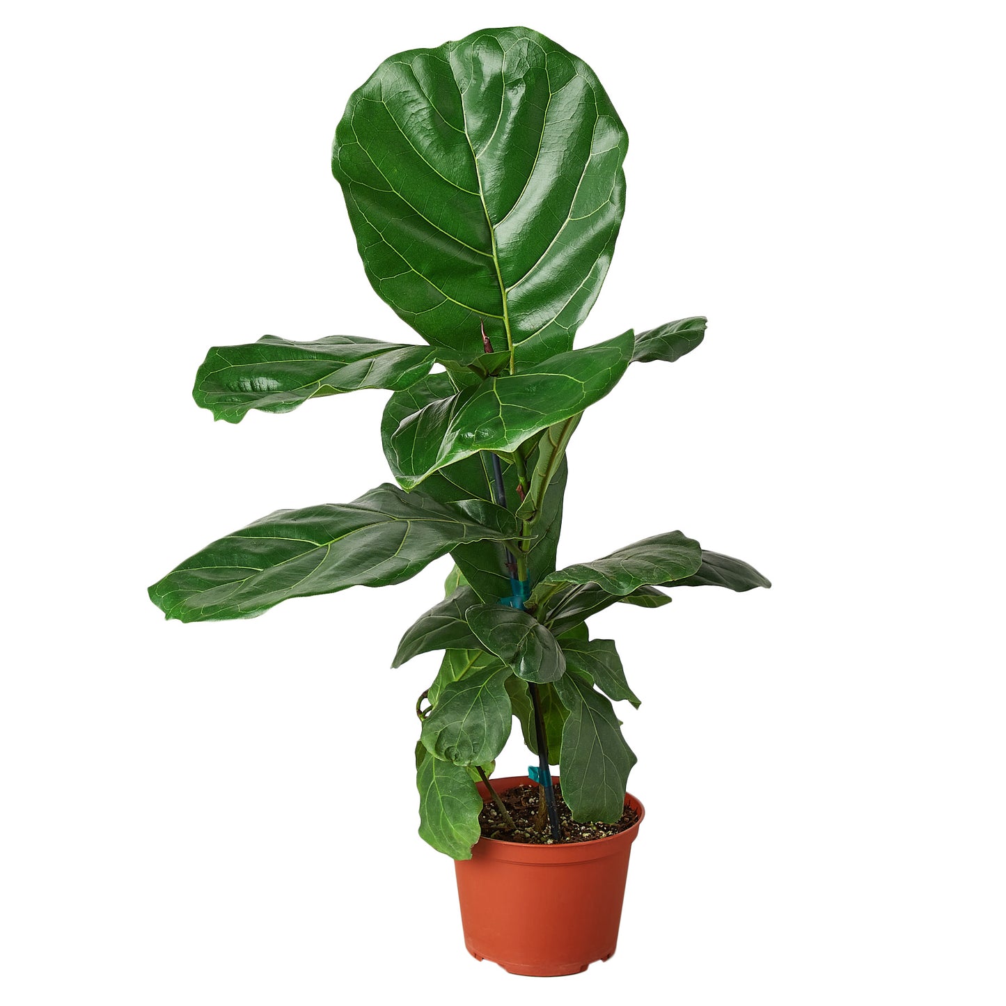 6in Ficus Lyrata 'Fiddle Leaf Fig'