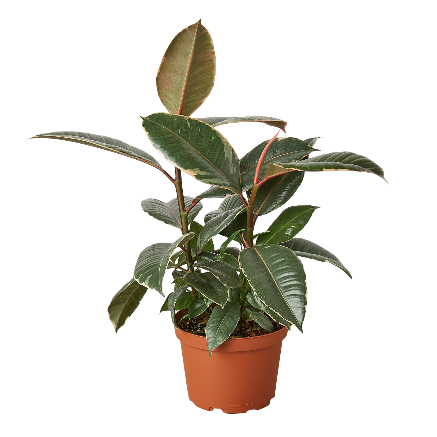 6in Ficus Elastica 'Tineke'