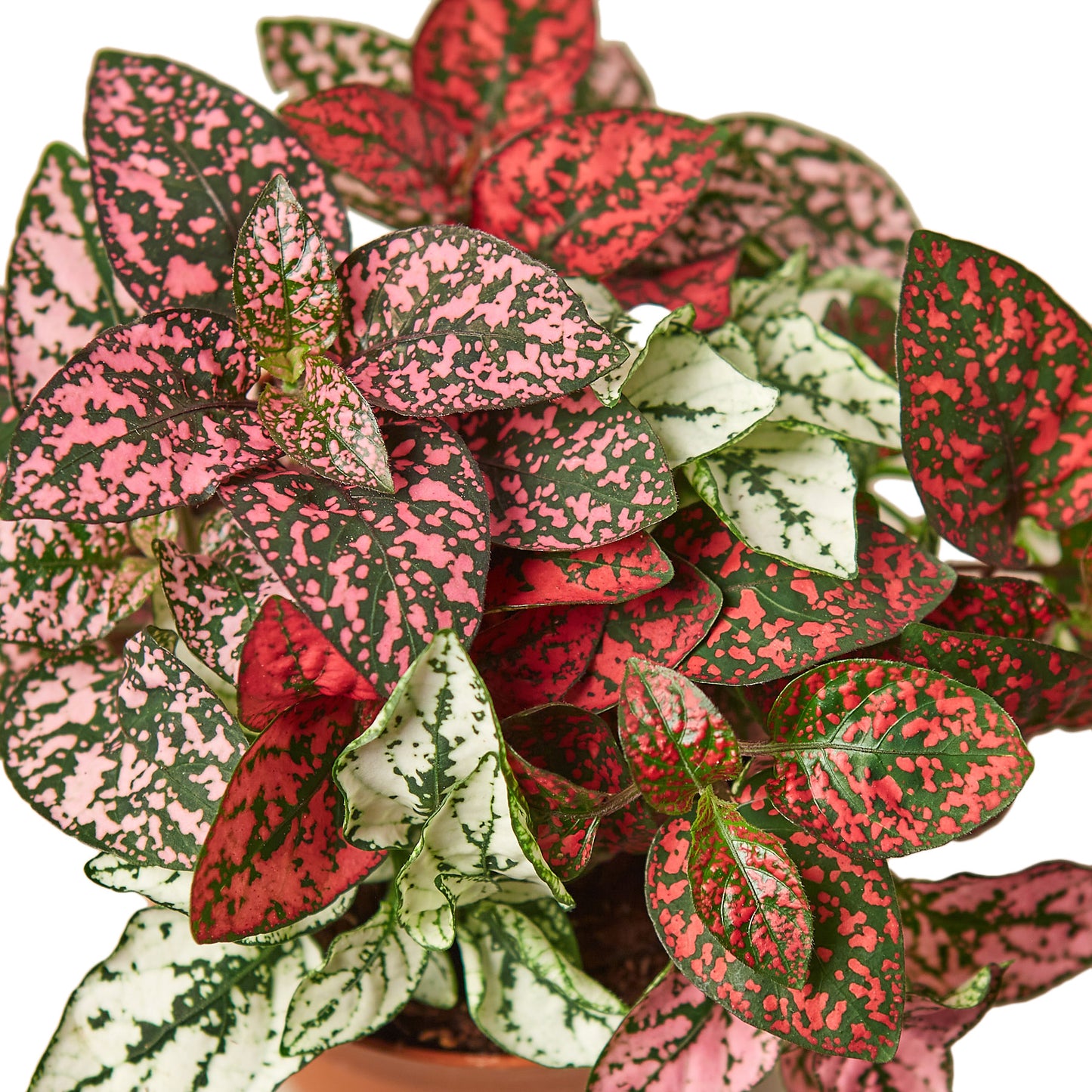 4in Hypoestes 'Polka Dot' Combo