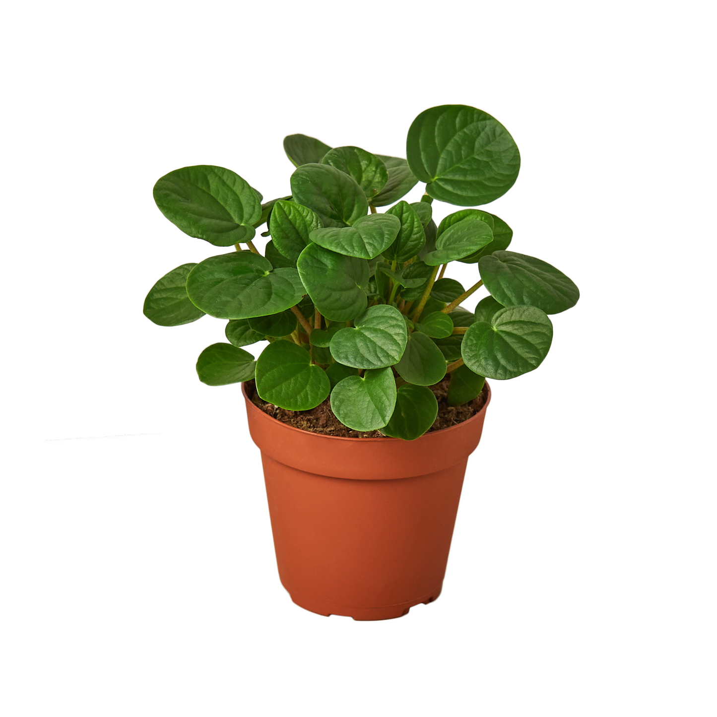 4in Peperomia 'Rana Verde'