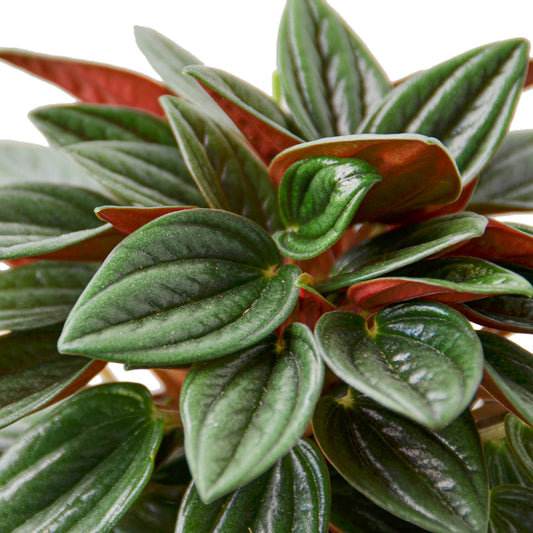 4in Peperomia "Rosso"