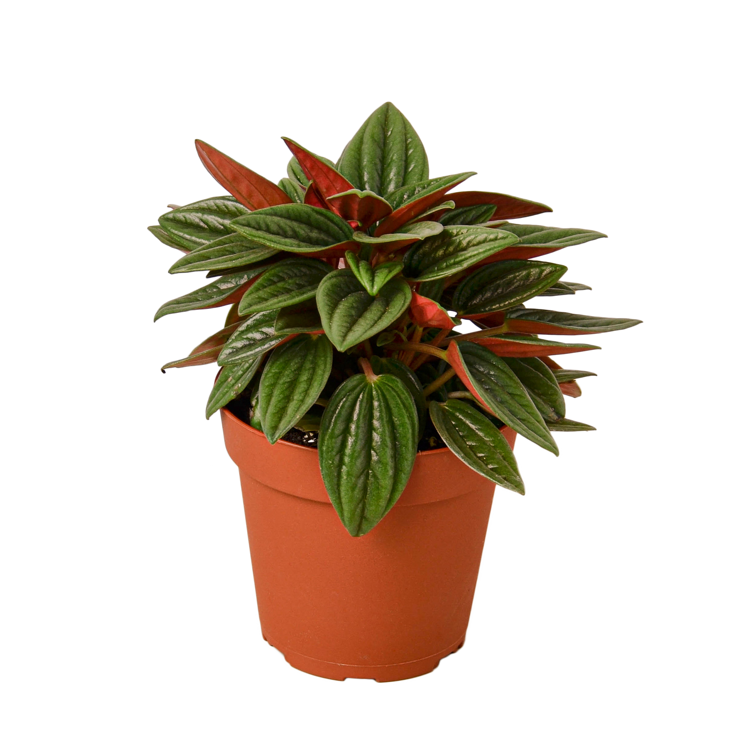 4in Peperomia "Rosso"