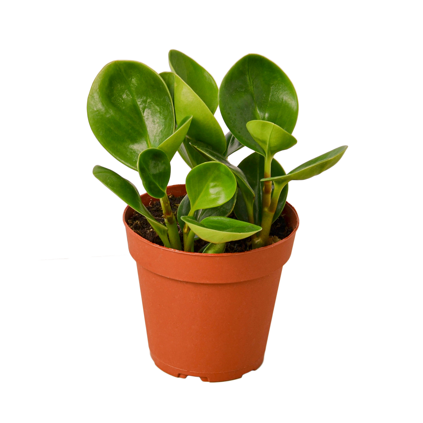 3in Peperomia "Thailand"