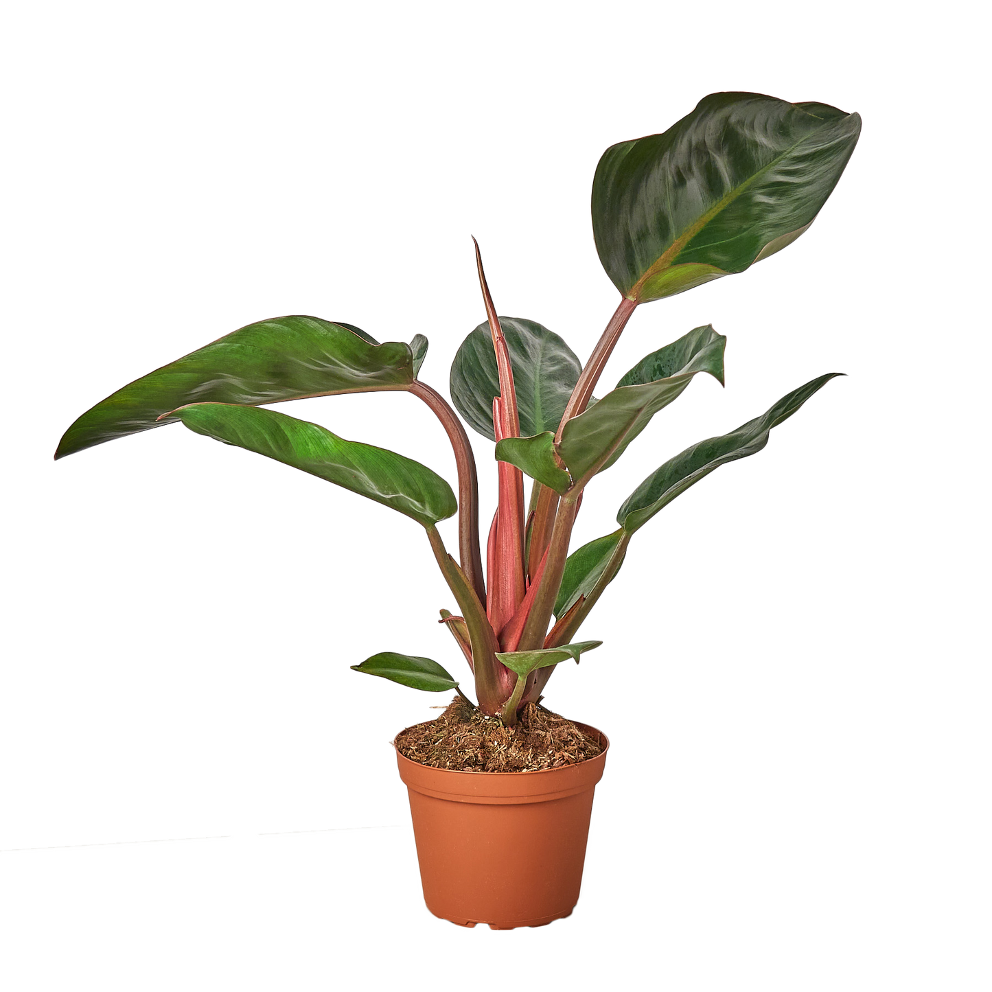 6in Philodendron "Congo Rojo"