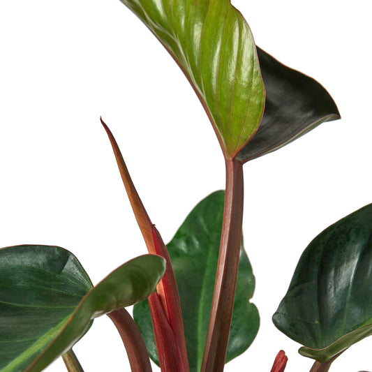 6in Philodendron "Congo Rojo"