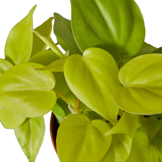 4in Philodendron "Neon"