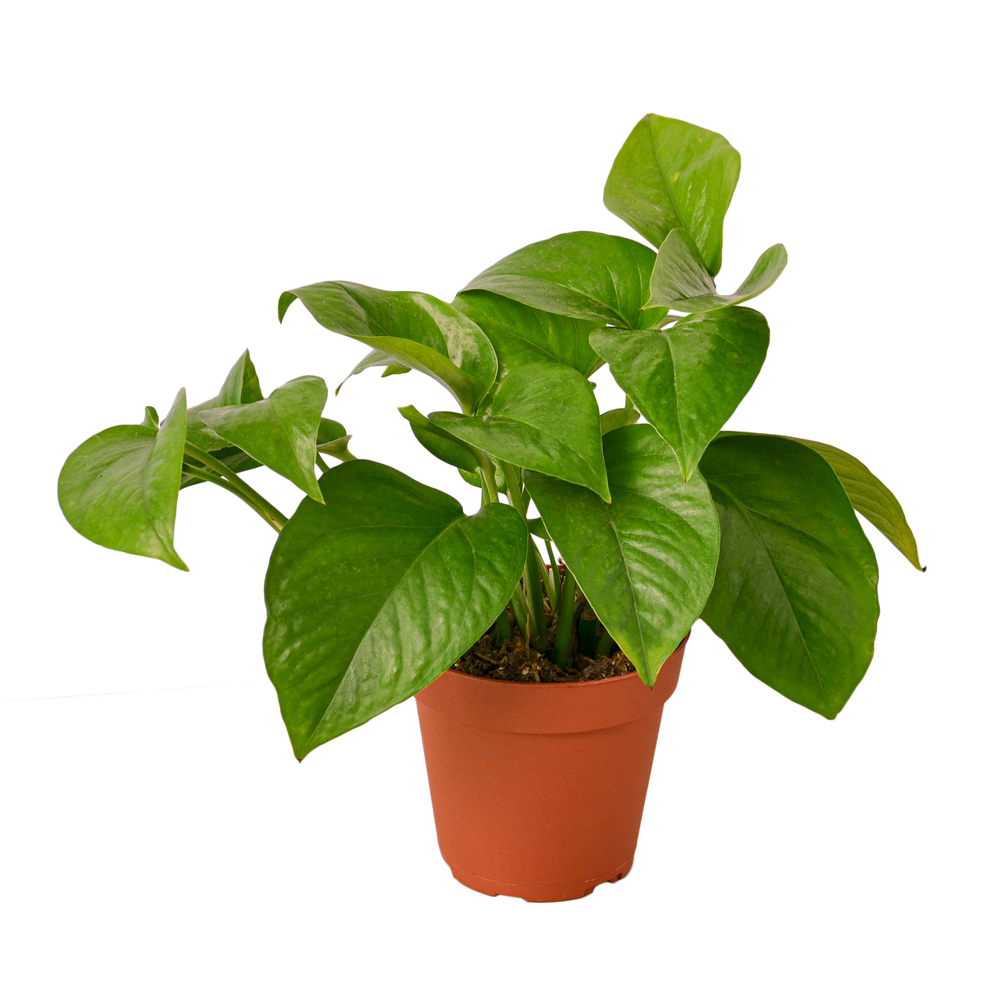 6in Pothos "Green Queen"