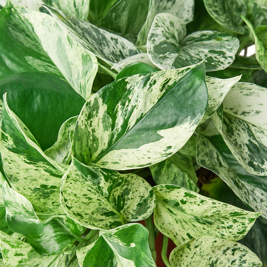 6in Pothos "Marble Queen"