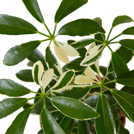 6in Schefflera "Moonlight"