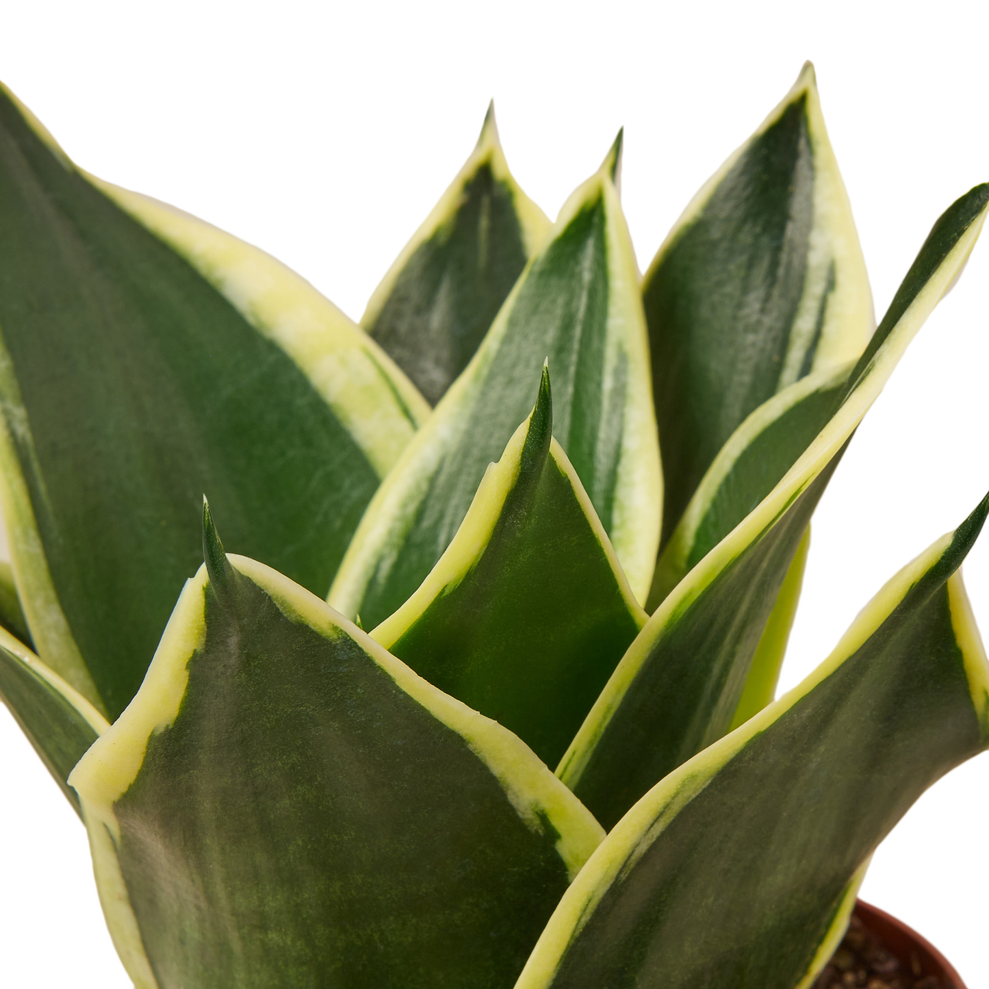 4in Snake Plant "Black Gold"