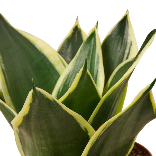 4in Snake Plant "Black Gold"