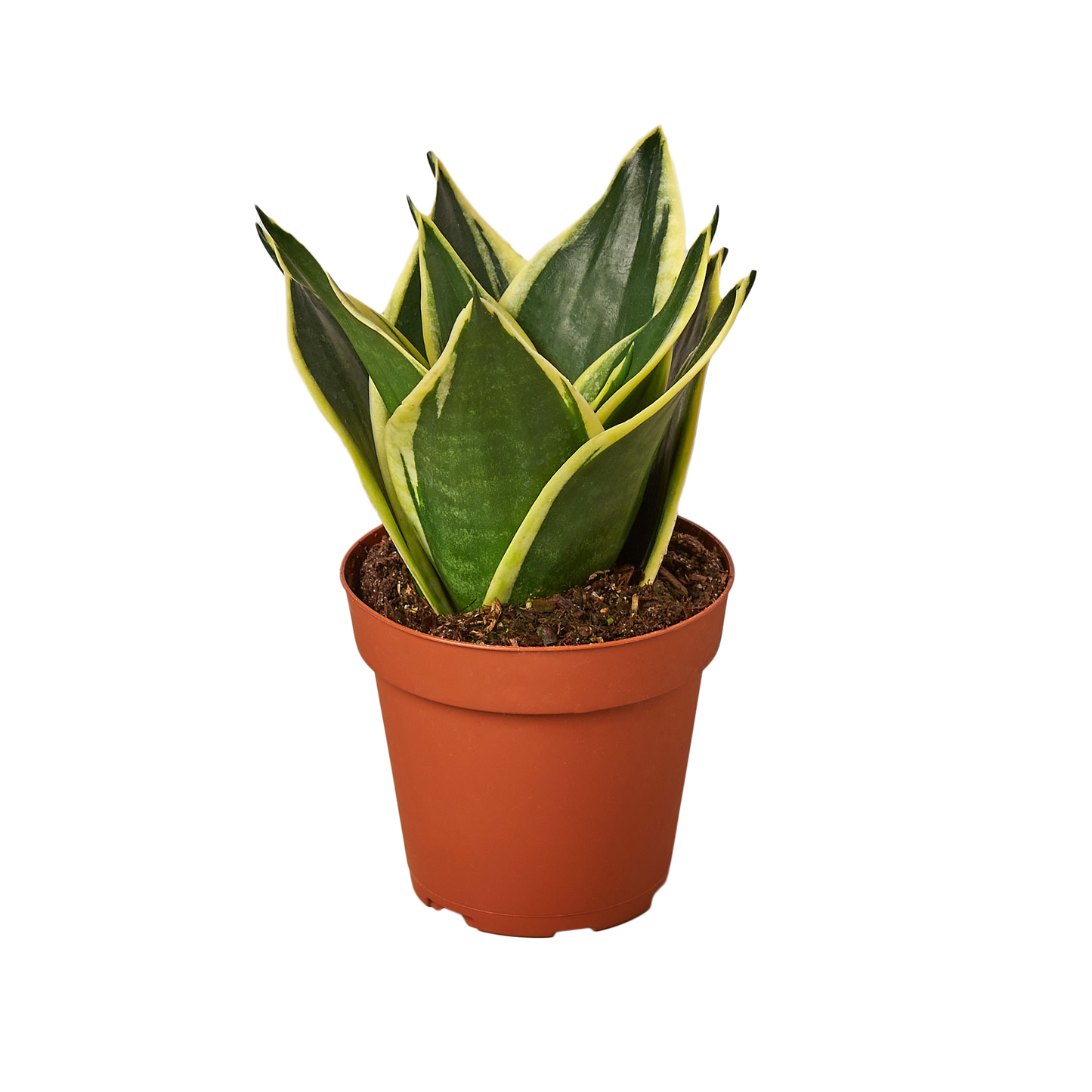 4in Snake Plant "Black Gold"