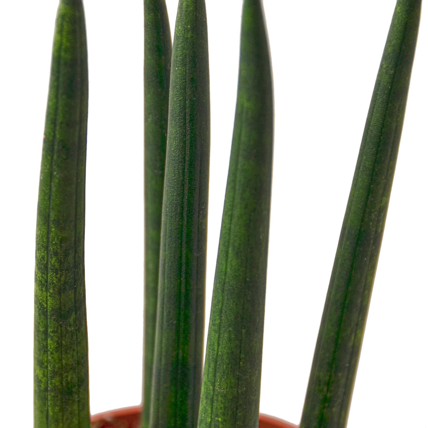 3in Snake Plant 'Cylindrica'