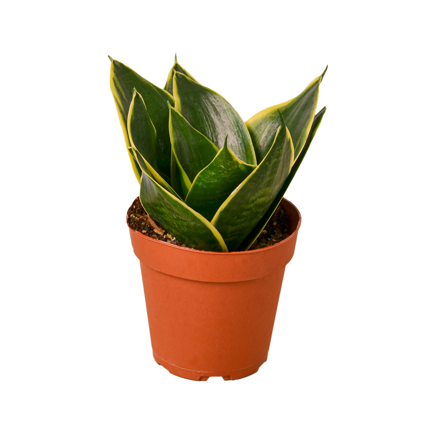 4in Snake Plant "Emerald Star"