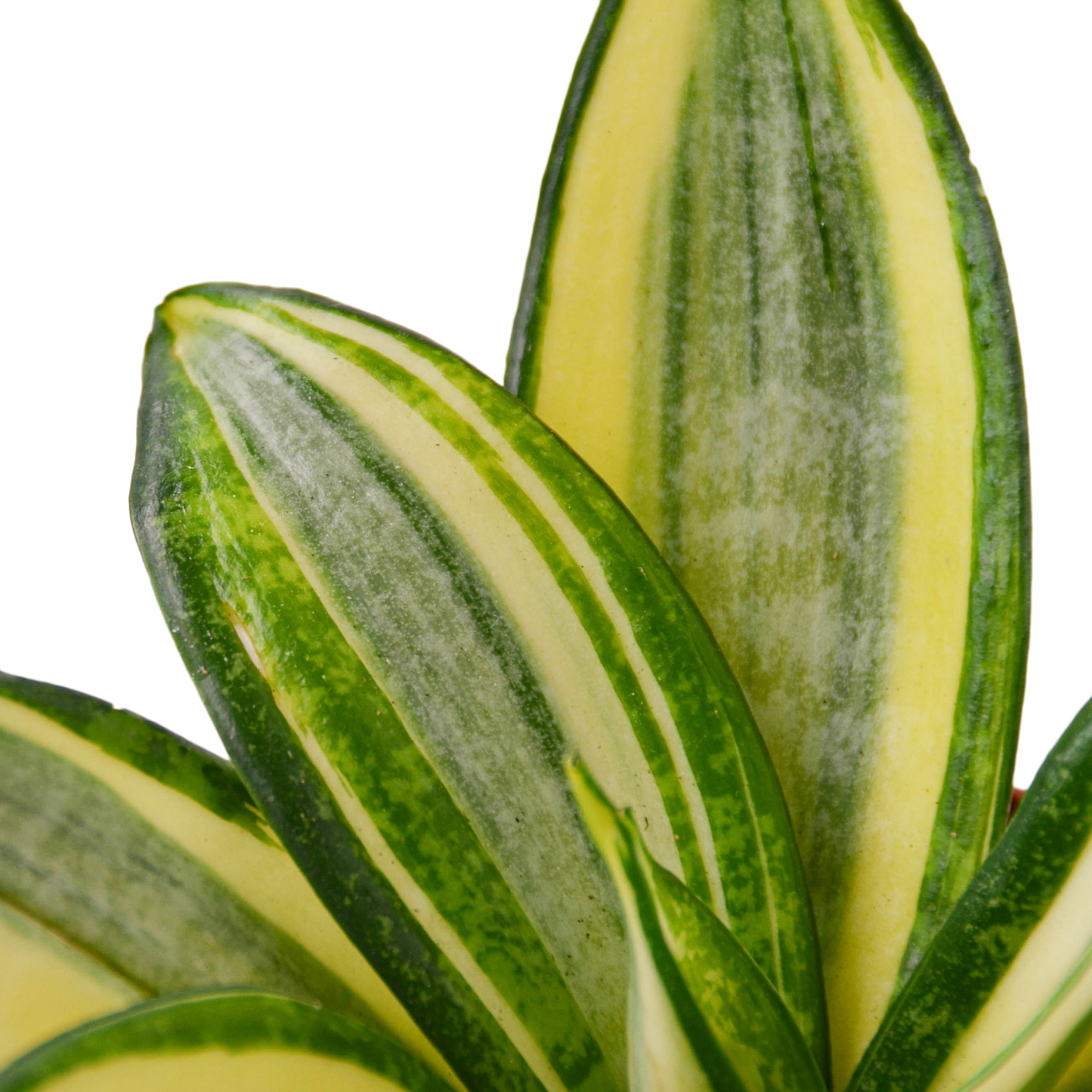 4in Snake Plant 'Gold Hahnii'