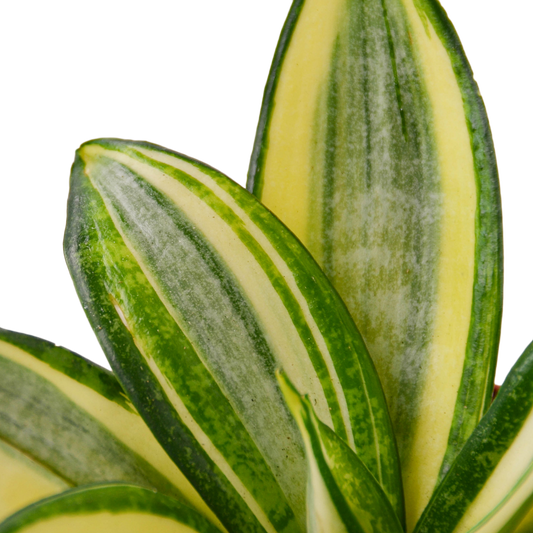 4in Snake Plant 'Gold Hahnii'