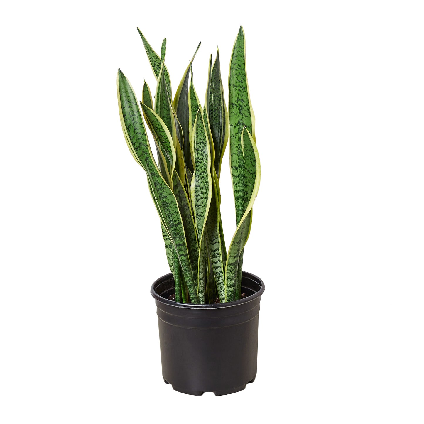 10in "Laurentii" Snake Plant