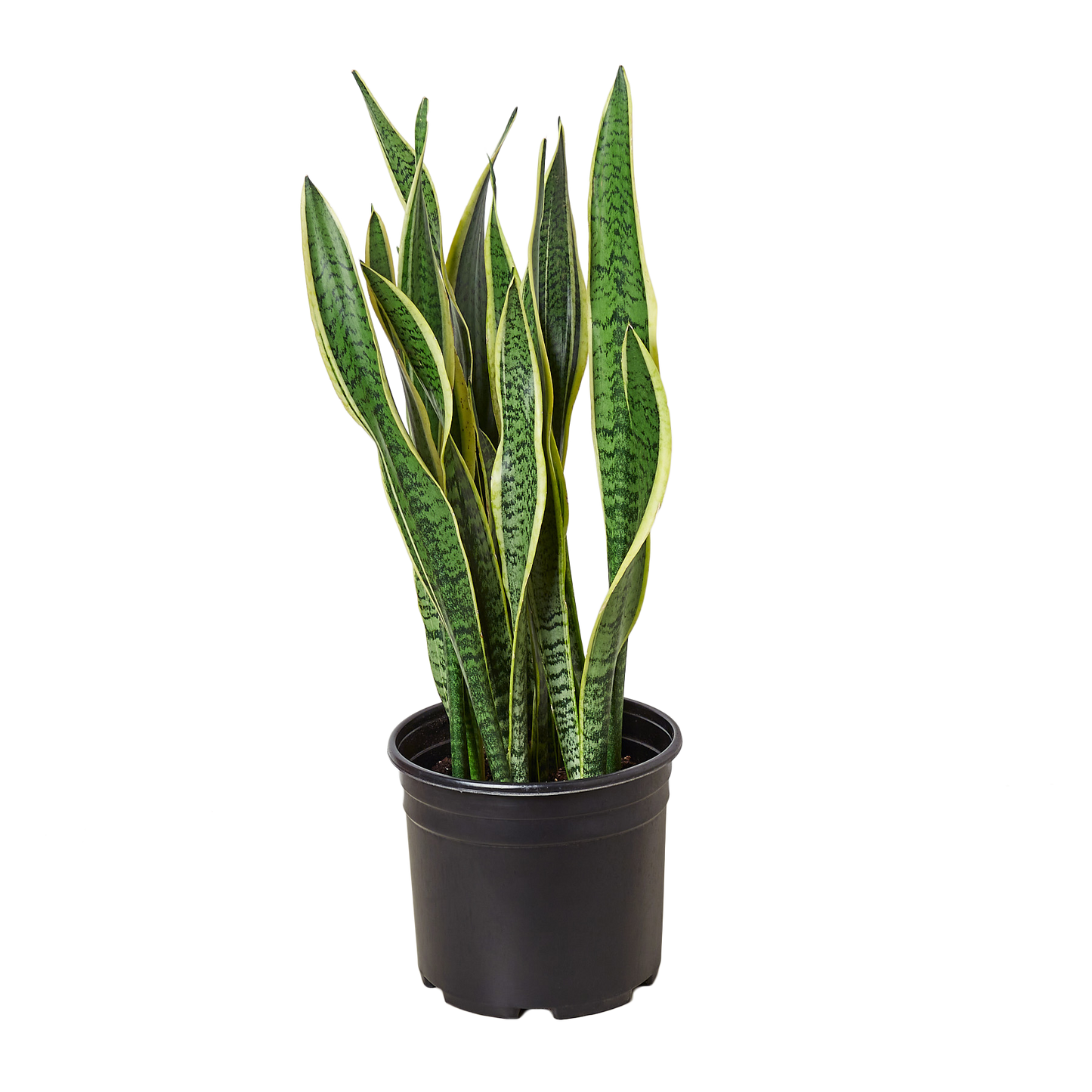 10in "Laurentii" Snake Plant